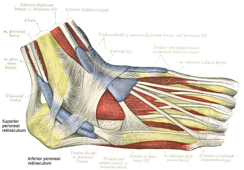 New Balance Shoes for Peroneal Tendonitis (April-2023) - Best Shoes Reviews