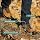 Danner, Men's, 4
